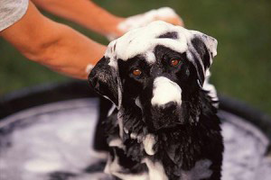 bathing-dog