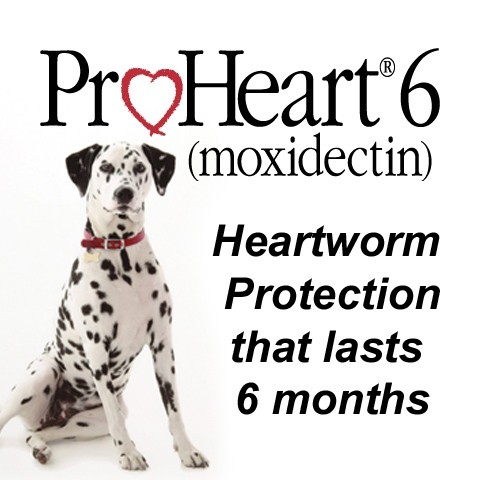 Heartworm preventative hot sale shot