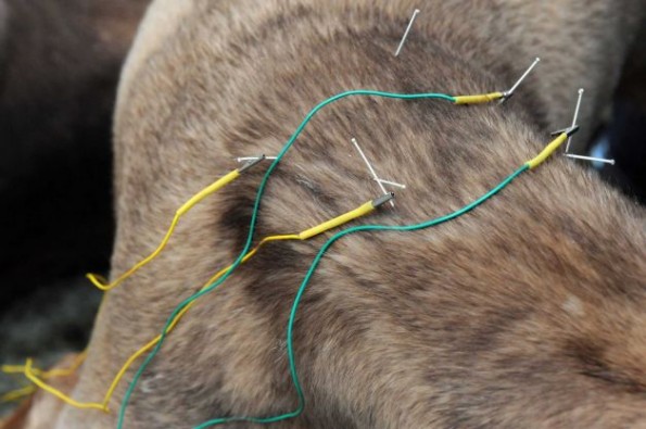 electroacupuncture,