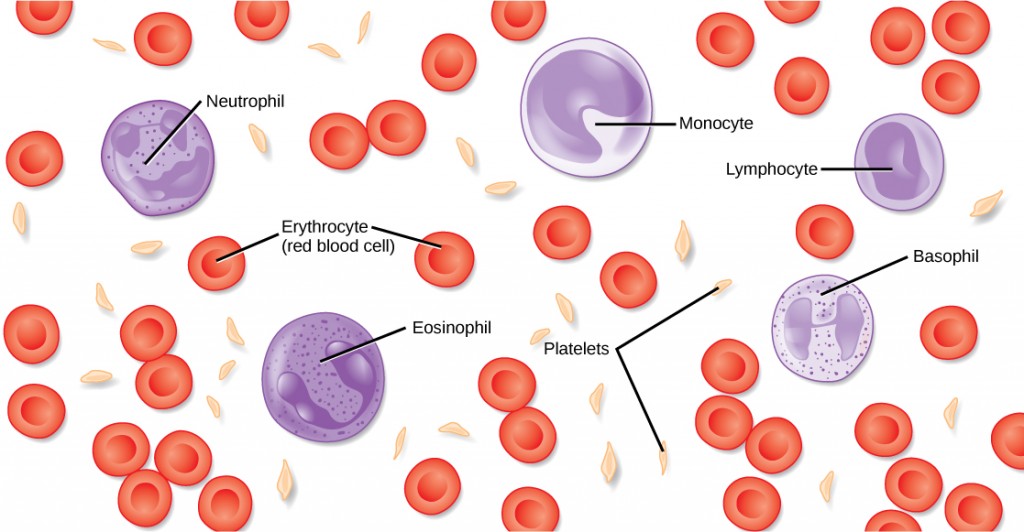 white-blood-cells-wbcs-definition-function-and-ranges